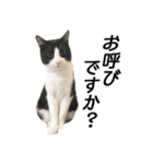 白黒はちわれ猫のつなぴ2（個別スタンプ：36）