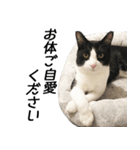 白黒はちわれ猫のつなぴ2（個別スタンプ：38）