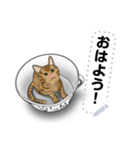 ティーカップ好きの猫さん（個別スタンプ：3）