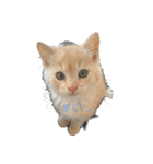 こめむぎちゃん（komemugi）（個別スタンプ：3）