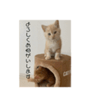 こめむぎちゃん（komemugi）（個別スタンプ：10）
