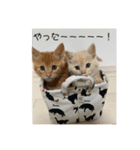 こめむぎちゃん（komemugi）（個別スタンプ：13）