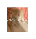 こめむぎちゃん（komemugi）（個別スタンプ：15）