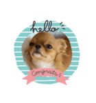 愛犬ちわわスタンプ（個別スタンプ：2）
