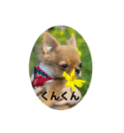 愛犬ちわわスタンプ（個別スタンプ：4）