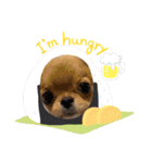 愛犬ちわわスタンプ（個別スタンプ：7）
