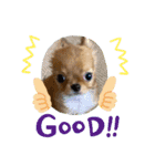 愛犬ちわわスタンプ（個別スタンプ：8）