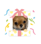 愛犬ちわわスタンプ（個別スタンプ：9）
