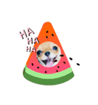 愛犬ちわわスタンプ（個別スタンプ：11）