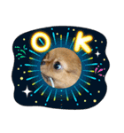 愛犬ちわわスタンプ（個別スタンプ：12）