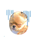 愛犬ちわわスタンプ（個別スタンプ：13）