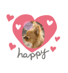 愛犬ちわわスタンプ（個別スタンプ：15）