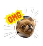 愛犬ちわわスタンプ（個別スタンプ：16）