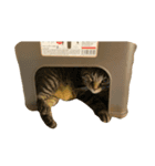 もち達（個別スタンプ：8）