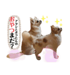 リンとユキのスタンプ2（個別スタンプ：2）
