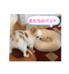 リンとユキのスタンプ2（個別スタンプ：21）
