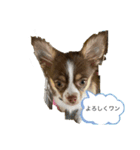 子犬チワワ（個別スタンプ：1）