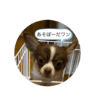 子犬チワワ（個別スタンプ：2）