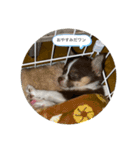 子犬チワワ（個別スタンプ：3）