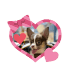 子犬チワワ（個別スタンプ：5）