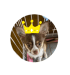 子犬チワワ（個別スタンプ：6）