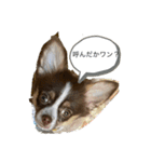 子犬チワワ（個別スタンプ：8）