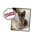 子犬チワワ（個別スタンプ：9）
