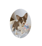 子犬チワワ（個別スタンプ：10）