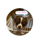 子犬チワワ（個別スタンプ：11）