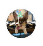子犬チワワ（個別スタンプ：12）