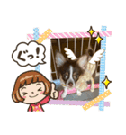 子犬チワワ（個別スタンプ：13）