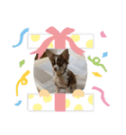 子犬チワワ（個別スタンプ：14）