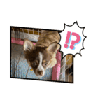 子犬チワワ（個別スタンプ：15）