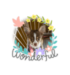 子犬チワワ（個別スタンプ：16）