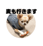 むぎちゃんの日常会話5（個別スタンプ：2）