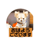 むぎちゃんの日常会話5（個別スタンプ：3）