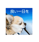 むぎちゃんの日常会話5（個別スタンプ：9）