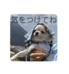 むぎちゃんの日常会話5（個別スタンプ：15）