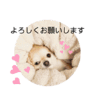 むぎちゃんの日常会話5（個別スタンプ：20）