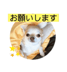 むぎちゃんの日常会話5（個別スタンプ：21）
