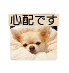 むぎちゃんの日常会話5（個別スタンプ：23）