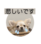 むぎちゃんの日常会話5（個別スタンプ：26）