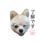 私はぽんちゃん。（個別スタンプ：1）
