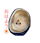 私はぽんちゃん。（個別スタンプ：3）