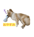私はぽんちゃん。（個別スタンプ：4）