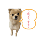 私はぽんちゃん。（個別スタンプ：7）
