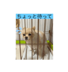 私はぽんちゃん。（個別スタンプ：8）