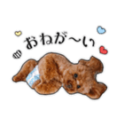 きなこちゃんのすたんぷ❁（個別スタンプ：2）