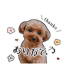 きなこちゃんのすたんぷ❁（個別スタンプ：3）
