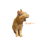 茶トラみる（個別スタンプ：1）